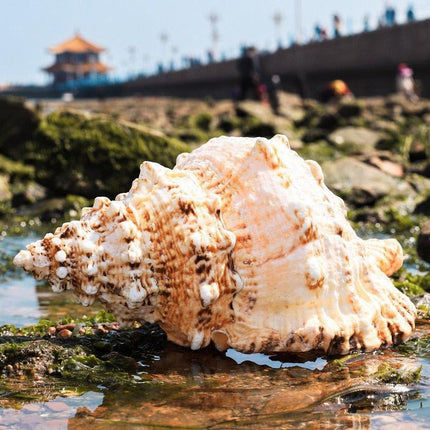 Oceanic Elegance: Exquisite Natural Conch Shell for Stylish Home Décor