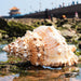 Oceanic Elegance: Authentic Natural Conch Shell for Discerning Tastes