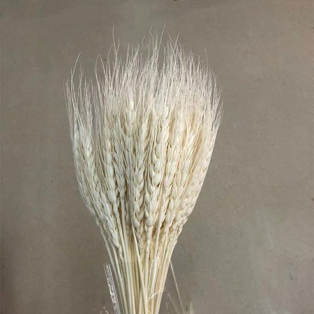 Golden Wheat Ear Dried Bouquet Collection - 45 Natural Stalks