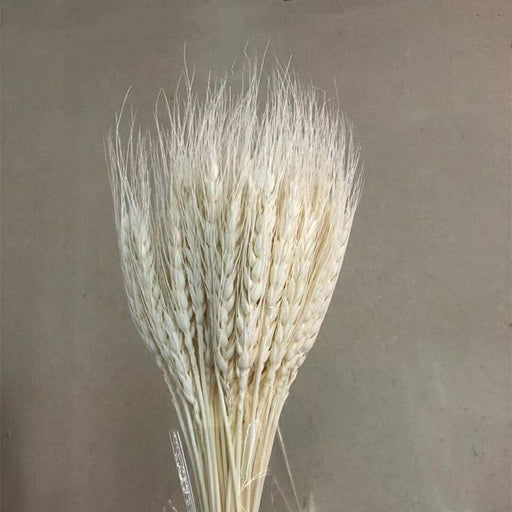 Golden Harvest Dried Wheat Ear Bundles - 45 Piece Set