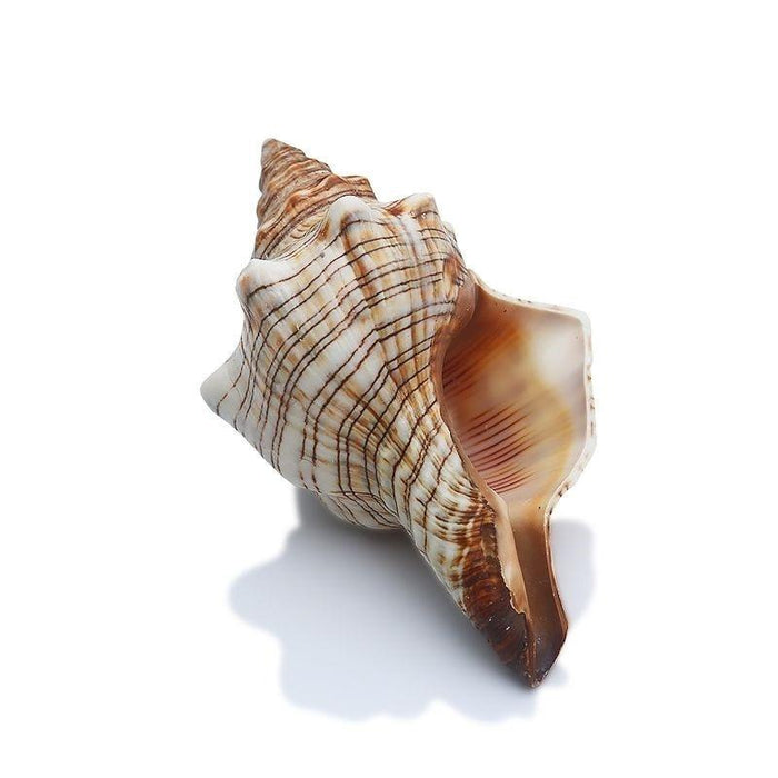Ocean-Inspired Genuine Conch Shell | Multi-Purpose Decorative Craft Piece