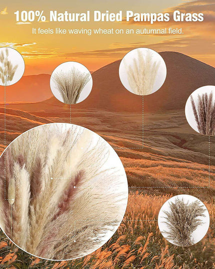 Natural Dried Pampas Grass Bouquet Collection - 75 Stems