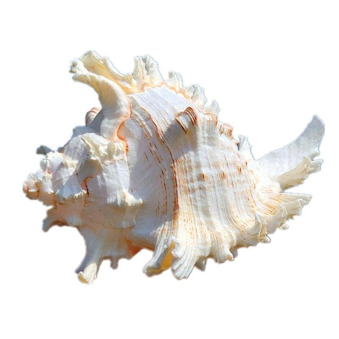 African Turban Seashell: Natural Conch Shell for Home and Aquarium Décor