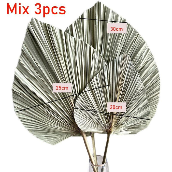3-Piece Large Dried Palm Fronds for Boho Decor