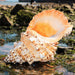 Oceanic Opulence: Genuine Natural Conch Shell for Sophisticated Lifestyles