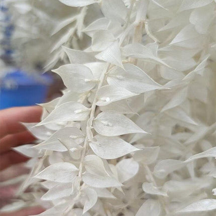 Elegant Dried Ruscus Leaf Ensemble: Perfect for Celebrations & Home Decoration