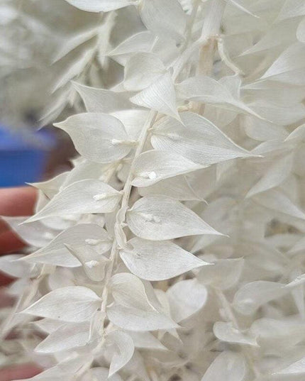 Elegant Dried Ruscus Leaf Ensemble: Perfect for Celebrations & Home Decoration