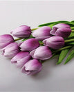 M-화이트 퍼플 튤립