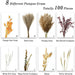 Autumn Vibes: Premium 100pc Dried Pampas Grass Bundle for Stylish Home Decor