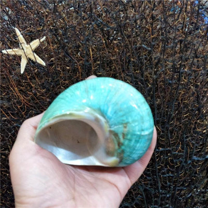 Jumbo Natural Conch Shells for Hermit Crabs - 9-12cm Coastal Decor Essentials