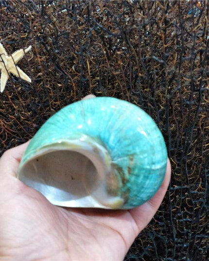 Jumbo Natural Conch Shells for Hermit Crabs - 9-12cm Coastal Decor Essentials