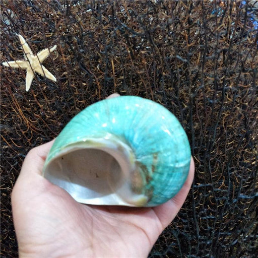 Coastal Charm: Large Natural Conch Shell Hermit Crab Shells - 9-12cm