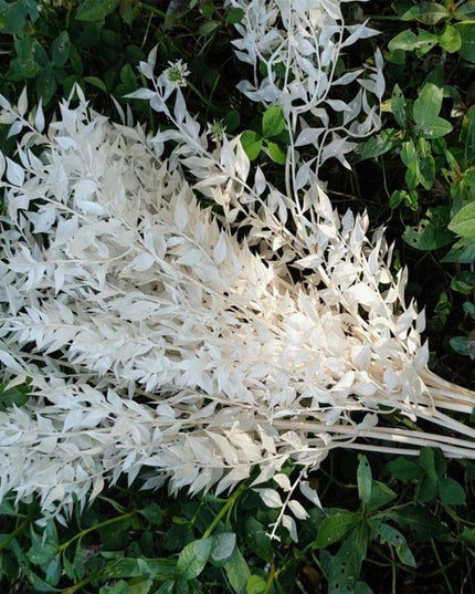 Elegant Dried Ruscus Leaf Ensemble: Perfect for Celebrations & Home Decoration