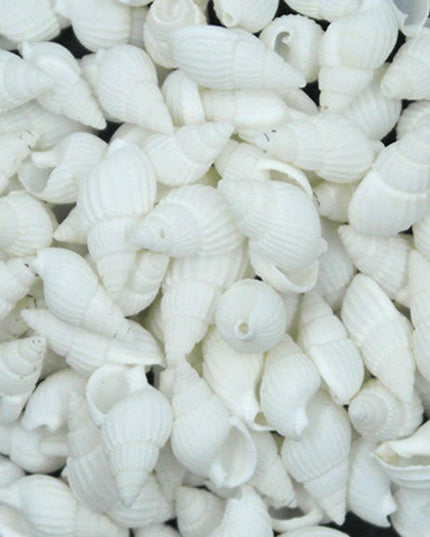 Tropical Conch Shells - 100-Piece Decorative Craft Set for Home and Parties