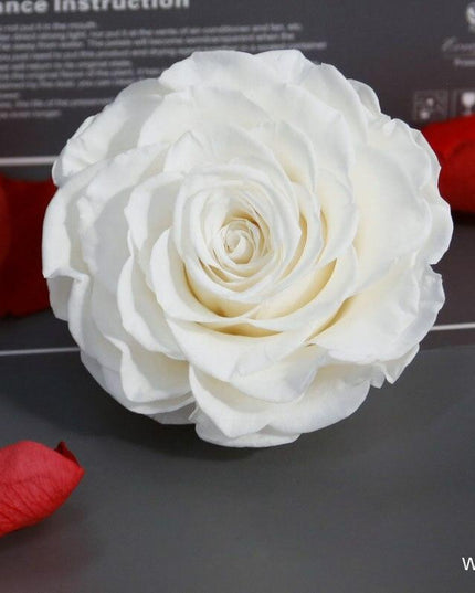 Timeless Grace: Luxurious Preserved Rose Head for Lasting Splendor