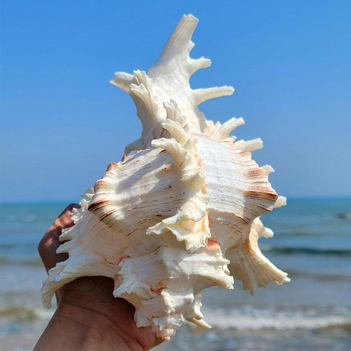 African Turban Seashell: Natural Conch Shell for Home and Aquarium Décor