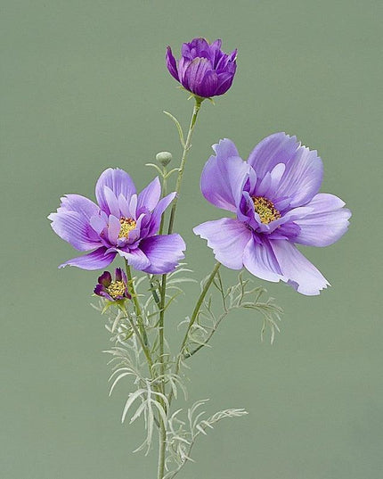 Charming Silk Queen Cosmos Flower Stem: Elegant Gesang Floral Branch