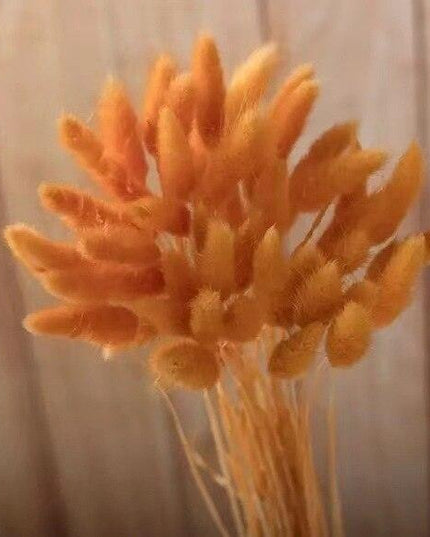 Rustic Boho Bunny Tail Dried Flower Arrangement for Weddings and Home Decor