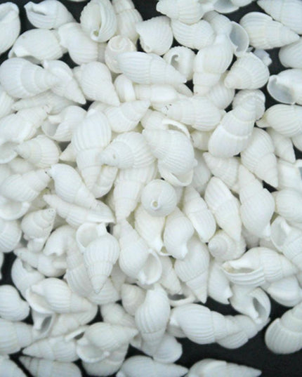 Tropical Conch Shells - 100-Piece Decorative Craft Set for Home and Parties