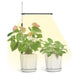 Advanced Spectrum LED Grow Light for Optimal Indoor Plant Growth