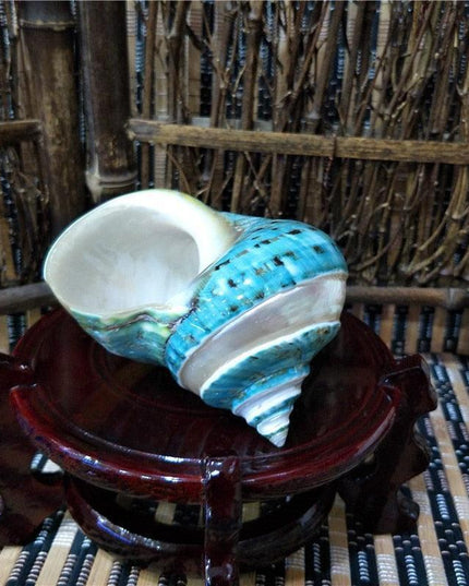 Jumbo Natural Conch Shells for Hermit Crabs - 9-12cm Coastal Decor Essentials