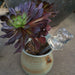 Smart Plant Watering Solution with Animal-Inspired Designs - Large Capacity and Elegant Style for Vibrant Gardens