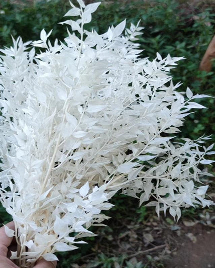 Elegant Dried Ruscus Leaf Ensemble: Perfect for Celebrations & Home Decoration