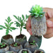 100-Pack Non-woven Seedling Pots for Lush Gardens