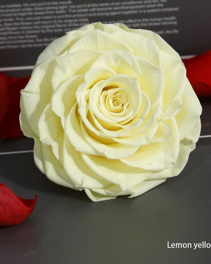 Timeless Grace: Luxurious Preserved Rose Head for Lasting Splendor