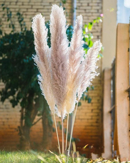 Bohemian Elegance: Pampas Grass and Reed Arrangement for Home Decor
