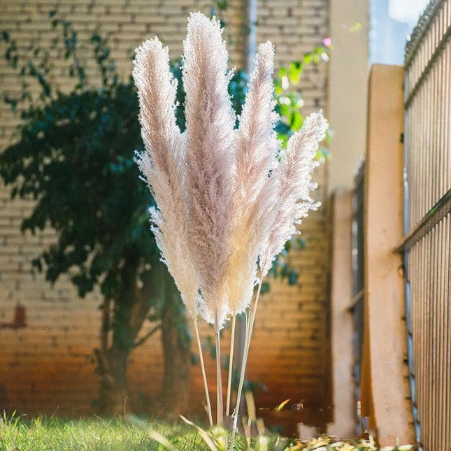 Bohemian Elegance: Pampas Grass and Reed Arrangement for Home Decor