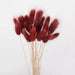 Boho Wedding Decor: Natural Fluffy Bunny Tails Dried Flowers - Set of 30/100
