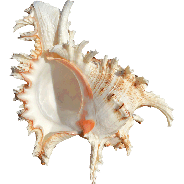 African Turban Seashell: Nature's Artistry for Home Decor and Aquariums