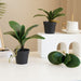 Exotic Orchid Foliage Replicas for Elegant Floral Displays