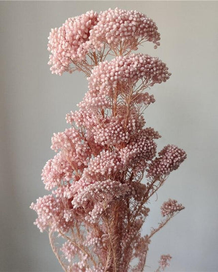 Timeless Treasures: Preserved Millet Flowers for Elegant Wedding Decor
