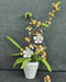Building Blocks Flower Bouquet with Osmanthus Fragrans Orchid
