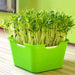 Nutritious Sprouting Kit for Vibrant Home Gardens