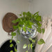 Disco Ball Hanging Planter with Mirrored Finish - Retro Boho Greenery Accent