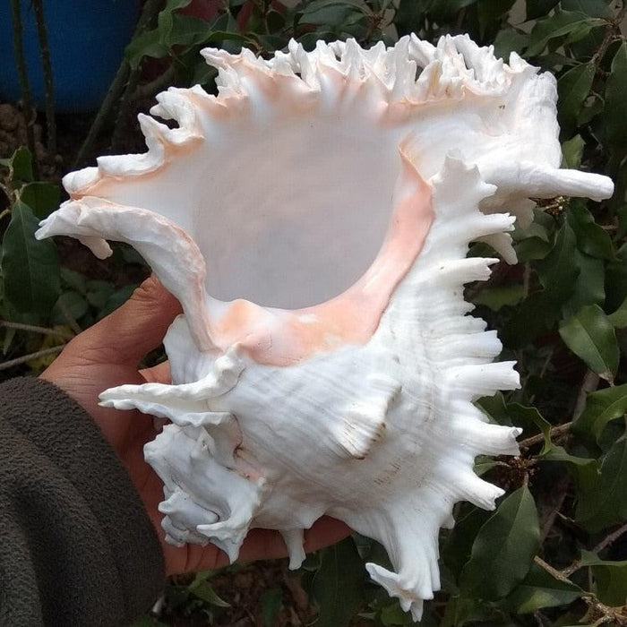 African Turban Seashell: Natural Conch Shell for Home and Aquarium Décor