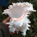 Exquisite African Turban Seashell for Home Decor and Aquariums