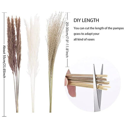 Bohemian Dream Pampas Grass Set - 95/60 Stem Collection