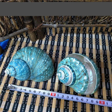 Jumbo Natural Conch Shells for Hermit Crabs - 9-12cm Coastal Decor Essentials