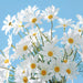 Vibrant White Daisy Bouquet - 5 Artificial Flower Stems