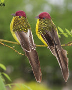 Styl8-2pcsYellow16cm