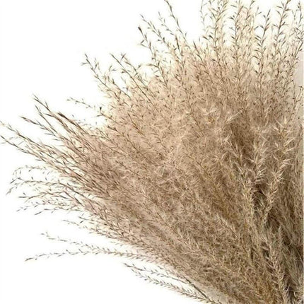 Timeless Elegance Pampas Grass Arrangement: A Chic Addition to Your Home Decor