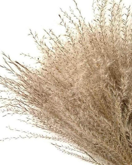 Timeless Elegance Pampas Grass Arrangement: A Chic Addition to Your Home Decor