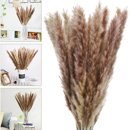 Bohemian Dream Pampas Grass Set - 95/60 Stem Collection