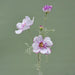 Elegant Queen Cosmos Silk Flower Stem: Gesang Floral Branch