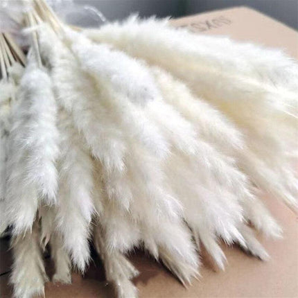 Timeless Elegance - Vibrant Color and White Pampas Grass Bouquet with 15 Stems