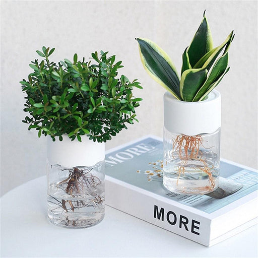 Effortless Hydroponic Plant Growth Vase with Transparent Elegance